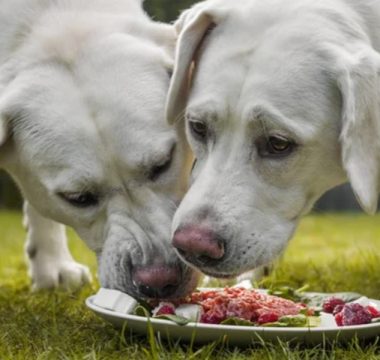 BARF hrana za pse
